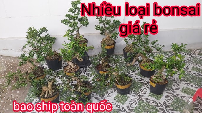 Giá sơ ri hôm nay - cập nhật mới nhất và phân tích chi tiết thị trường